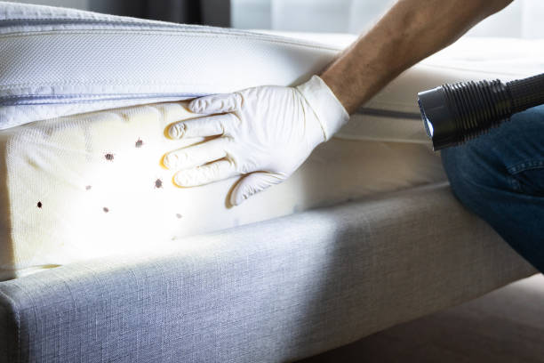 Best Residential Pest Control  in Jefferson, GA