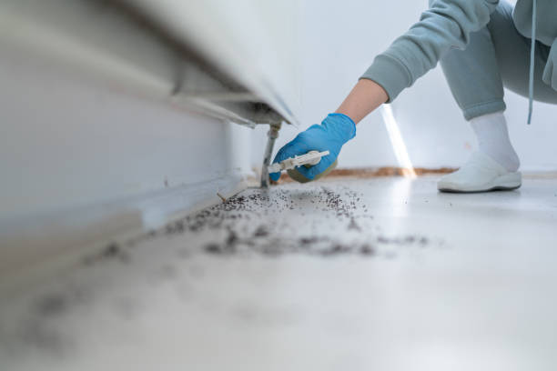 Best Affordable Pest Control Services  in Jefferson, GA